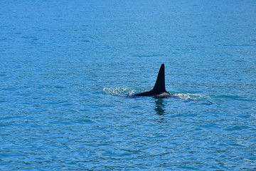 The dorsal fin of an orca in the ocean. Whale watching, New Zealand.