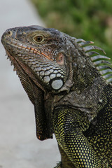 Leguan-Portrait