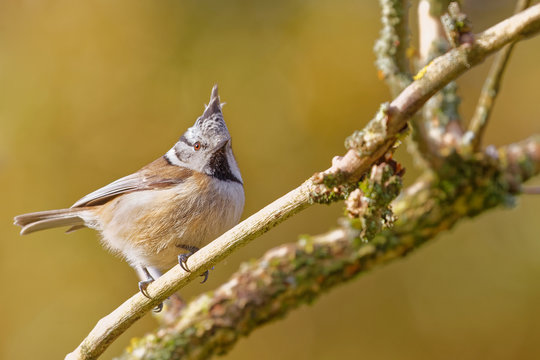 La m&eacute;sange hupp&eacute;e