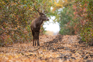 Big horned deer on forest road. Horns with many branches. Beautiful autumn forest with colorful leaves. The deer looks at the camera.