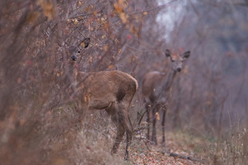 Two beautiful young deer stand on the forest road. One is watching from behind a tree. They look into the camera.