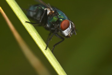 Beautiful fly close-up in the nature. Macro shot