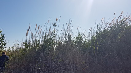 Swamp Area Laguna Rosa Torrevieja Spain