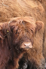 portrait of a Scottish cow