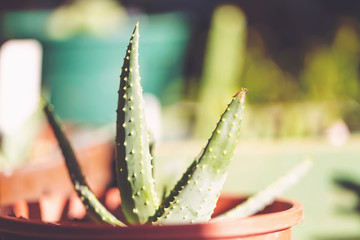 Spiky succulent cactus in a planter outside