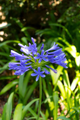 Blue agapanthus flowers