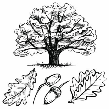 Sketch ink oak tree. hand drawn acorn and leaf. illustration on a white background