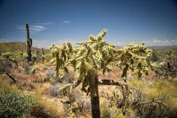 cactus at saguaro national park