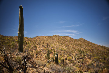 cacti at saguaro national park