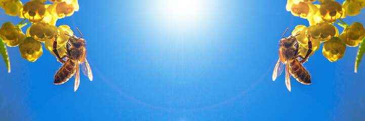 Honey bee collecting the nectar from yellow flowers barberry in the garden on background of blue sky. Panoramic banner.