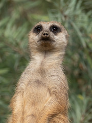 Meerkat Face