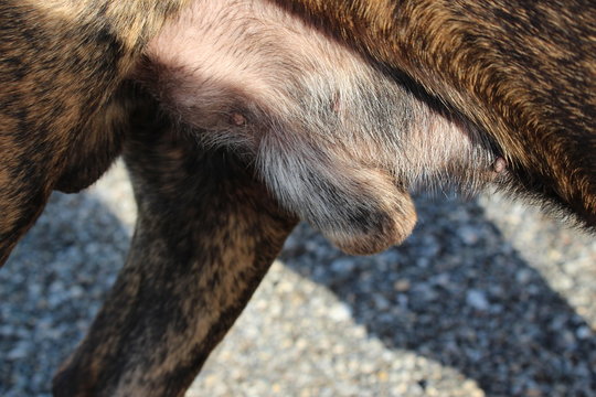 sexe de chien
