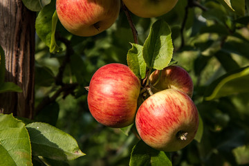 juicy apples ready to be harvested