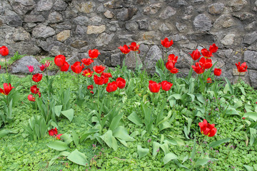 Glade of red tulips with open buds on a spring green meadow. Romantic spring background, easter mood. Design for greeting card, calendar, poster or banner for flower shop. Kiev, Ukraine, Europe.