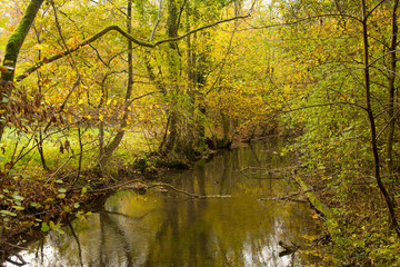 Herbstwald bei Osthouse im Elsass