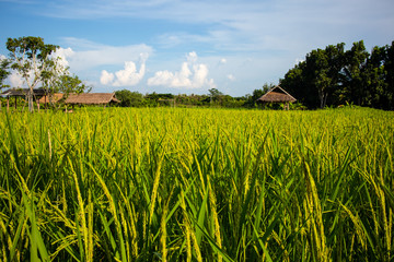 Paddy field on sunshine day with leaf huts in background
