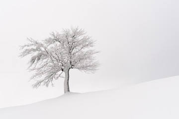 Amazing landscape with a lonely snowy tree in a winter field. Minimalistic scene in cloudy and foggy weather