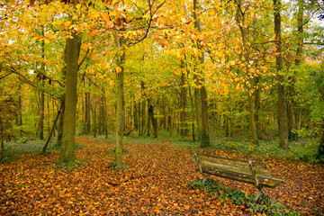 Herbstwald bei Osthouse im Elsass