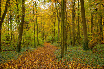 Obraz premium Herbstwald bei Osthouse im Elsass