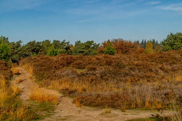 autumn moorland landscape with field