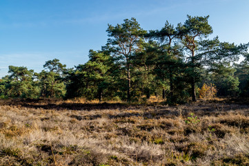 moorland landscape with field and trees