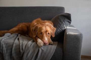 the dog is lying at home on the couch. Pet indoors Nova Scotia Duck Tolling Retriever resting.