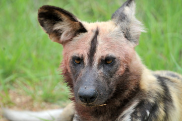Wild dog with bloody face