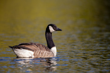 Canada goose (Branta canadensis) swimming on a pond in the nature protection area Moenchbruch near Frankfurt, Germany.