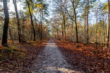 Autumn landscape with forest path