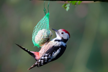 Middle spotted woodpecker (Dendrocoptes medius) feeding on a fat ball in the nature protection area...