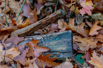 wood in the forest background