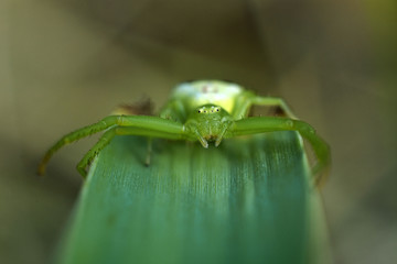 Crab spider sit on s green leaf. Ebrechtella tricuspidata. Beauty in nature