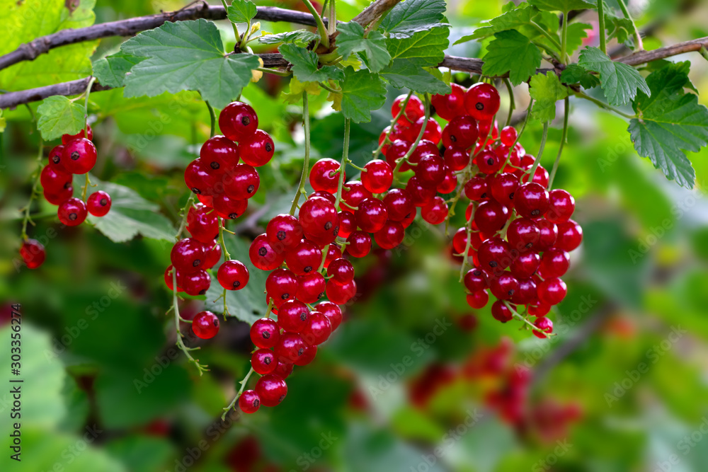 Wall mural juicy red current berries are hanging on a branch with green leaves with raindrops in summertime. cu