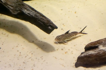 Featherfin squeaker also called as 