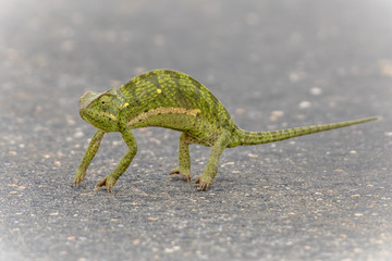 Obraz premium Flap Neck Chameleon