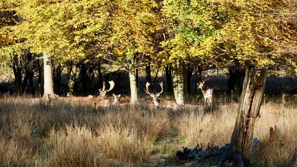 Wilde Rehe und Hirsche an einer Waldlichtung im Herbst