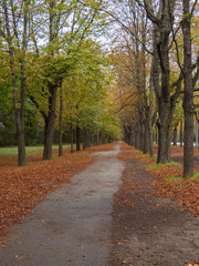 Fototapeta na wymiar Allée dans un parc, couleurs automnales (Autriche, Prater, Vienne)