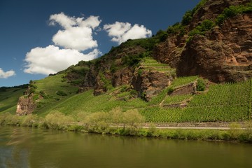 Vineyards along the Moselle between Bernkastel-Kues and Traben-Trabach