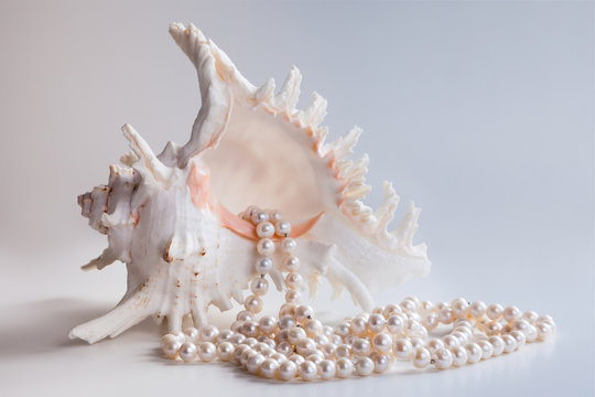 big sea shell with pearls