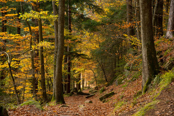 Herbstwald bei der Haut-Koenigsbourg in den Vogesen in Frankreich