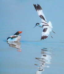 Shelduck and Avocet