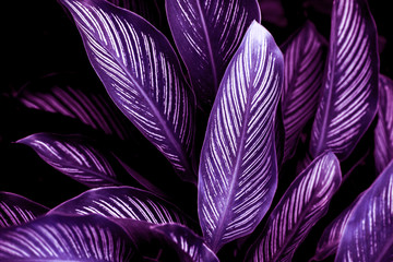 The concept of betel leaves with purple leaves, abstract, tropical leaves, natural background