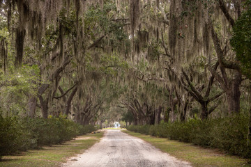 Eichenallee auf dem Bonaventure Cemetery