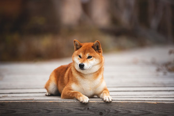 Beautiful and happy shiba inu dog lying on the wooden bridge in the forest. Adorable Red shiba inu female dog in fall