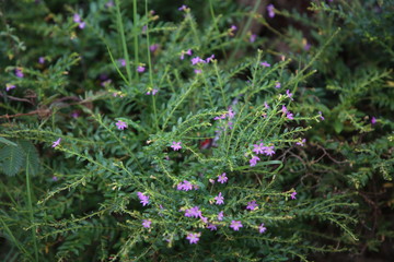 Small purple flower in the garden