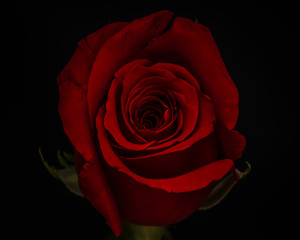 Czerwona róża stylizowana - 303359899