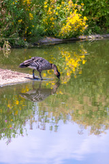 Nene goose drinking