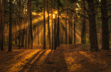 Walk in the woods. Pleasant  weather. Sun rays play in the branches of trees. 
