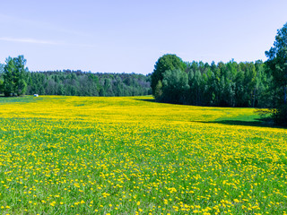 beautiful landscape with yellow dandelion field