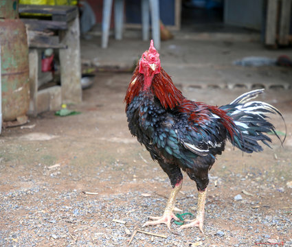 gamecube chicken animal Thailand asia